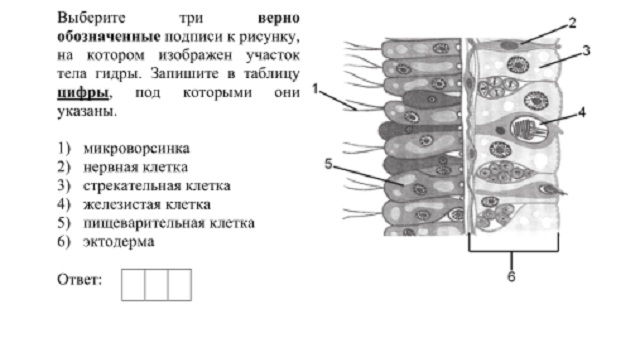 Мега кракен блэк спрут