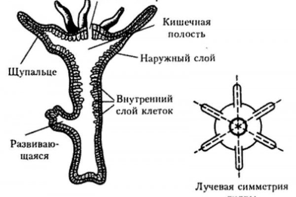 Кракен точка